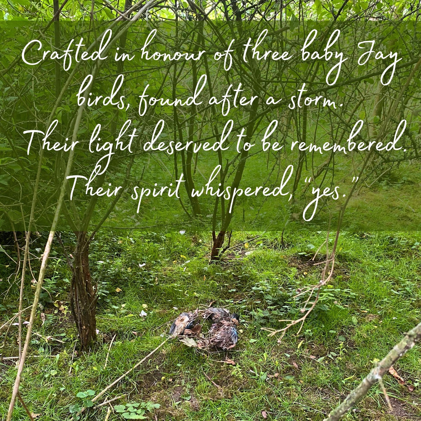 Light for the Unseen - Baby Jay Feather Curiosity & Honouring Jar